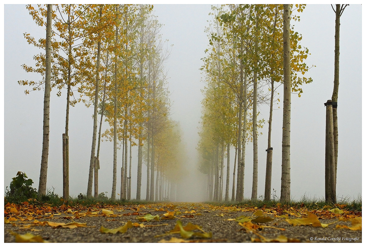 Rij bomen in de mist